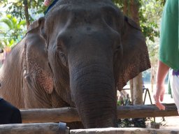 Thailand2009-Elephant_School-006